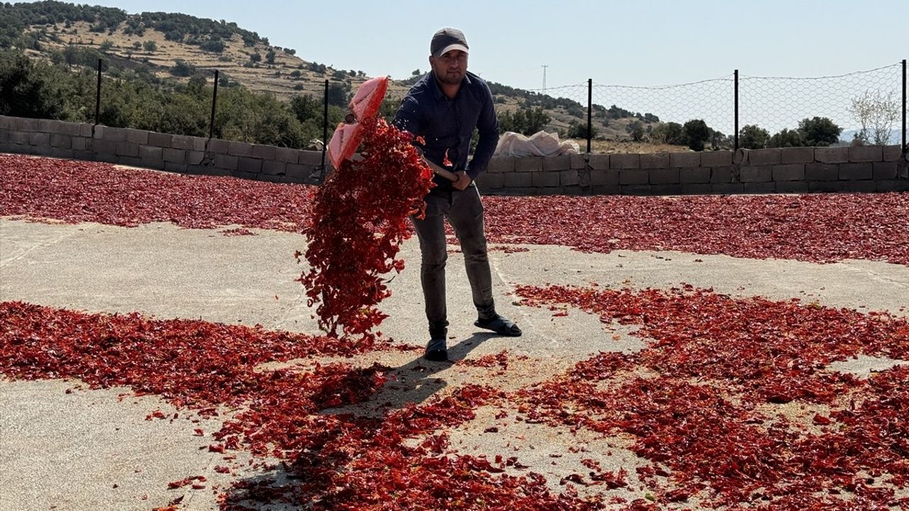 Kilis'te Kırmızı Biber Hasadı ve Kurutma Dönemi Başladı