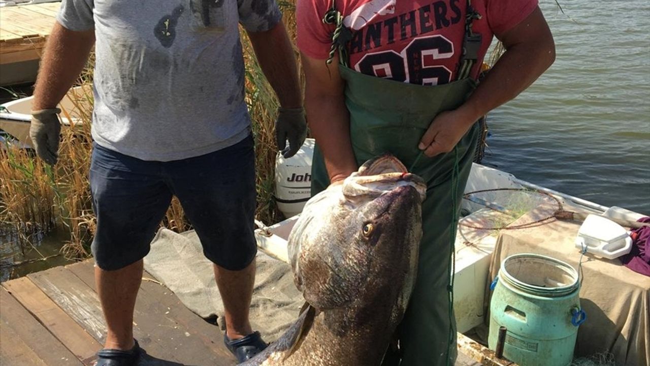 Meriç Nehri'nde Rekor Granyöz Balığı Yakalandı