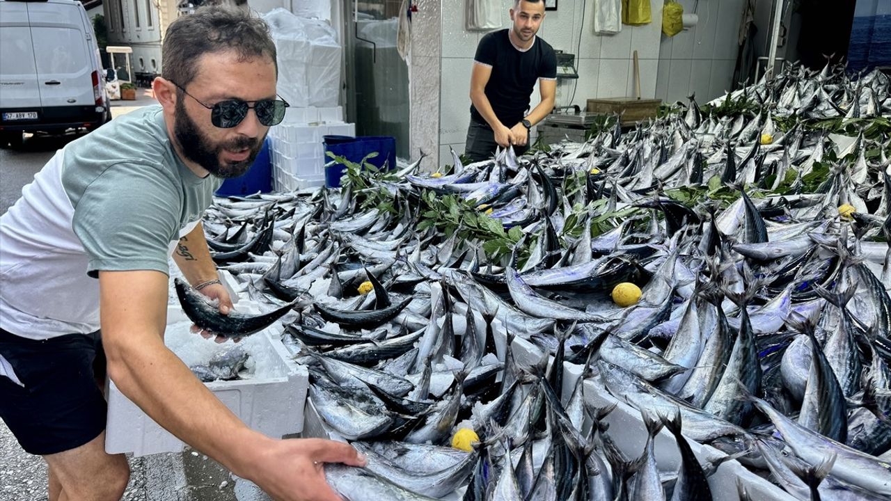 Palamut Sezonu Açıldı: Tezgahlar Balıkla Dolu