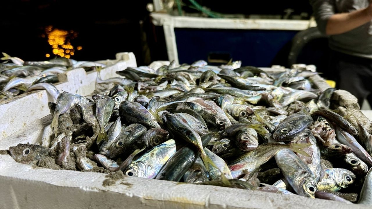 Sakarya'nın Kocaali İlçesinde 10 Ton İstavrit Avlandı