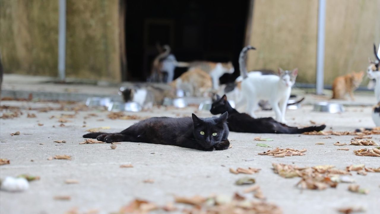 Samsun'da Kedilere Özel 'Kedi Kasabası' Kuruldu