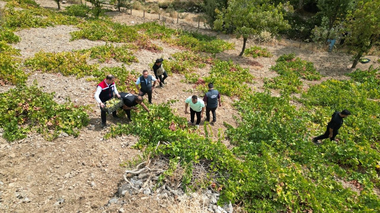 Şırnak'ta Behdini Üzümü Hasat Şenliği Coşkusu Yaşandı