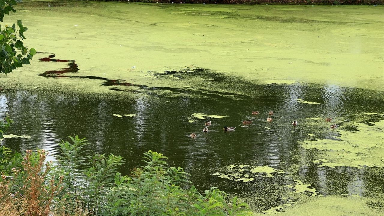 Tunca Nehri'nde Yosun ve Su Mercimeği Yayılımı Arttı