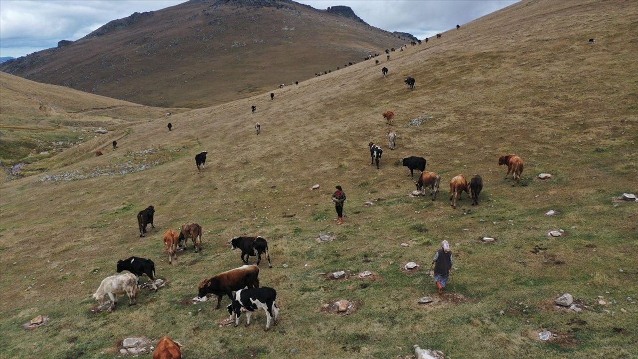 40 Yıldır Besicilikle Ailesini Geçindiriyor