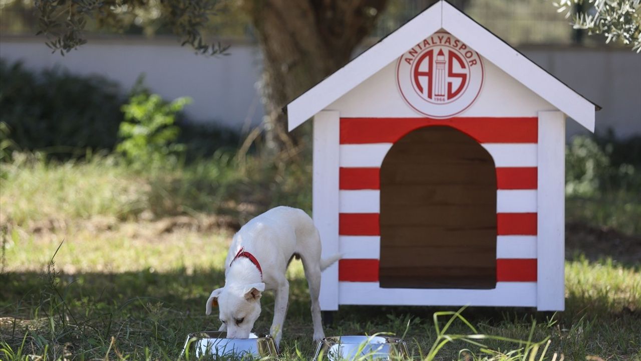 Antalyaspor, Sokak Hayvanını 'Akrep' İsimli Köpekle Sahipleniyor