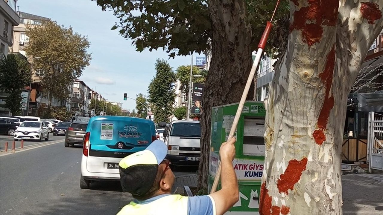 Bahçelievler Belediyesi İETT Otobüsünün Çarptığı Ağaca Aşı Macunu Uyguladı