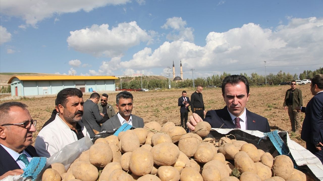 Bitlis Valisi Ahmet Karakaya, Ahlat'ta Patates Hasadına Katıldı