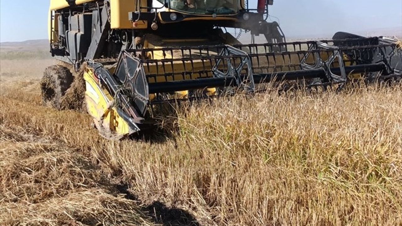 Çankırı'da Çeltik Hasadı Başladı