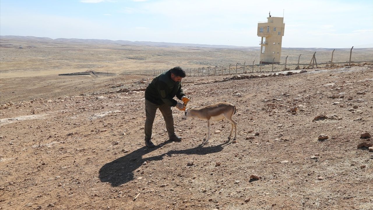 Cumali Ceylanı Şanlıurfa'da Maskot Haline Geldi