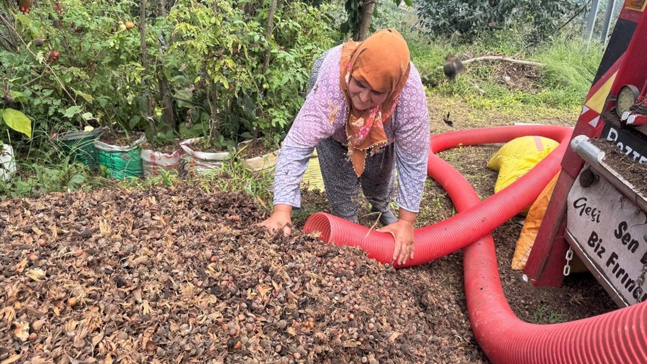 Doğu Karadeniz'de Yeni Fındık Patoz Projesi