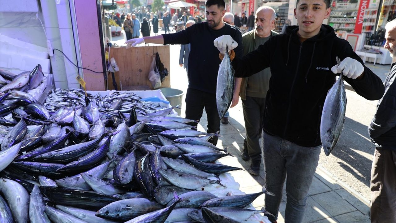 Karadeniz'de Palamut Bolluğu