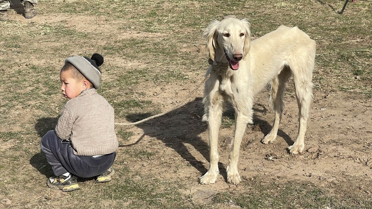 Kırgızistan'da Taygan Köpekleri ve Bürküt Kuşları Festivali