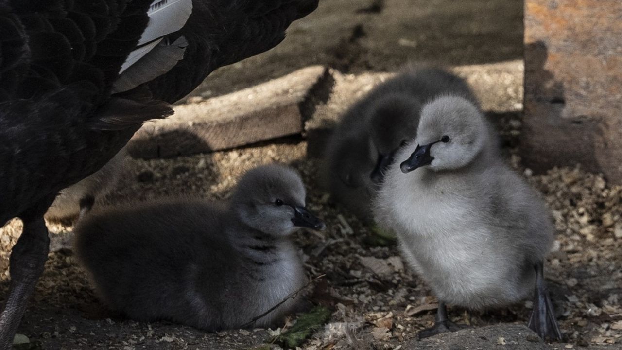 Kuğulu Park'ta 5 Siyah Kuğu Yavrusu Dünyaya Göz Açtı