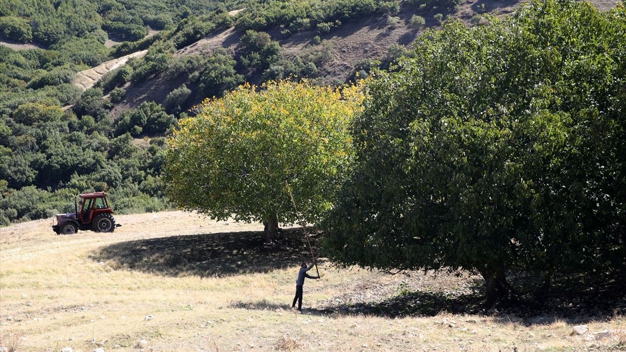 Muş'ta Geleneksel Ceviz Hasadı Başladı