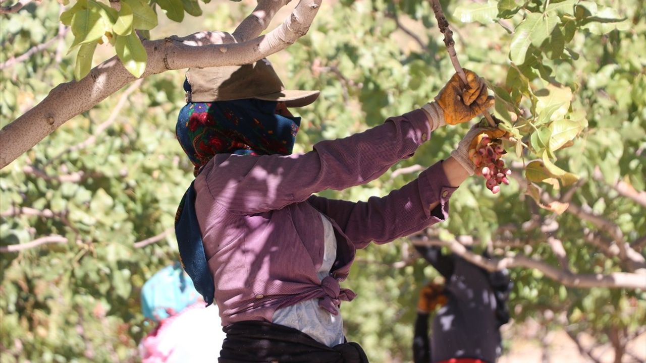 Siirt Fıstığı Doğa ve Kültür Festivali'nde Hasat Sevinci