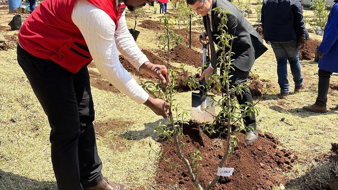 TİKA'dan Lesotho'ya 2 Bin Fidan Hibe