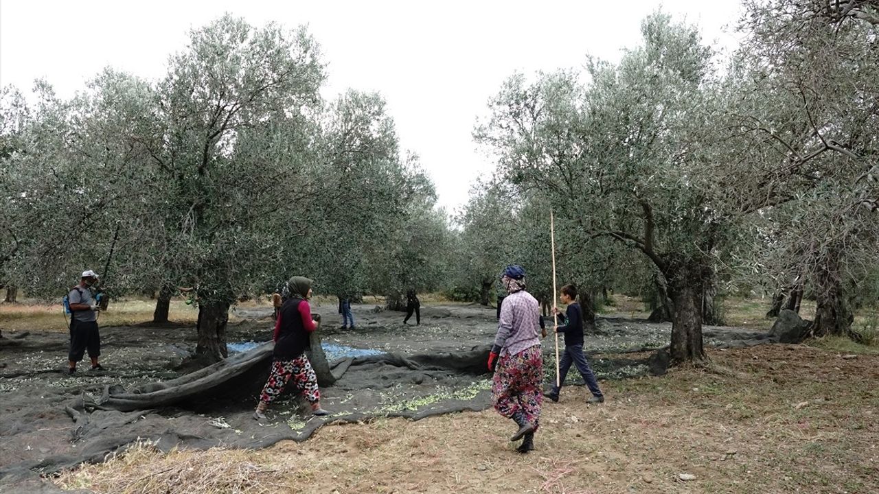 Türkiye'de Zeytin ve Zeytinyağı Rekoltesi Beklentisi