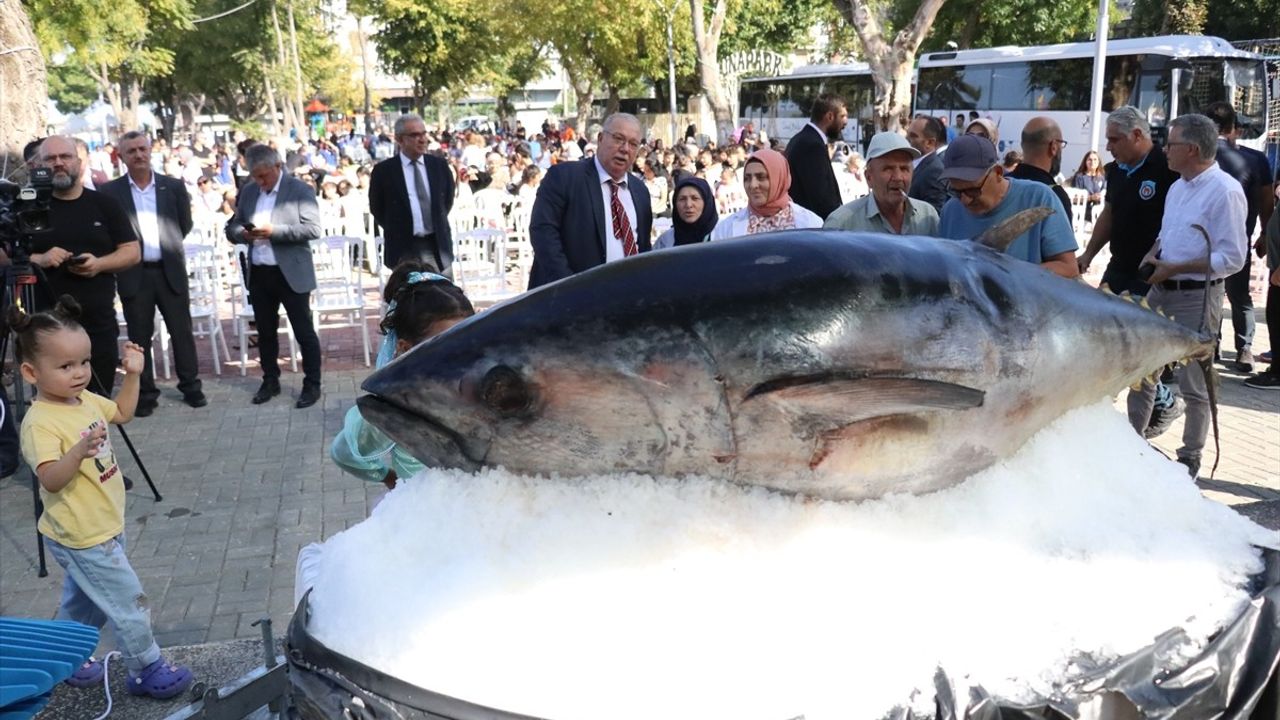 Yalovalı Balıkçı Selçuk Koşar, Eşsiz Orkinosları Festivalde İkram Etti