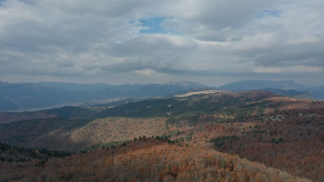 Andırın Kayın Ormanları Sonbaharda Göz Kamaştırıyor