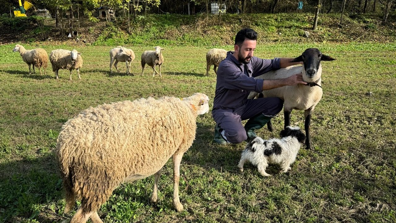 Bartın'da Kurtların Koyunlara Saldırısı Dronla Kaydedildi