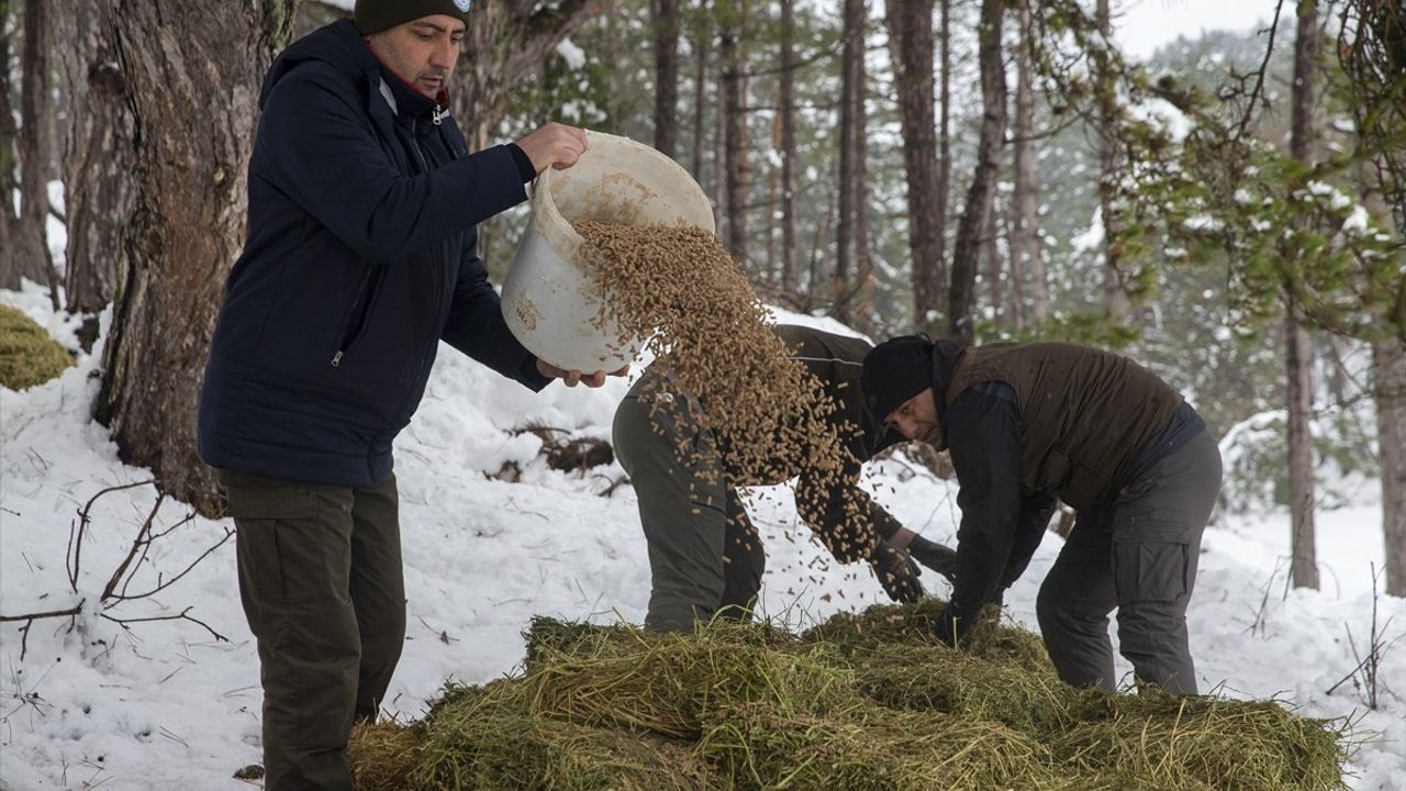 Bolu'da Yılkı Atları İçin Yemleme Çalışması