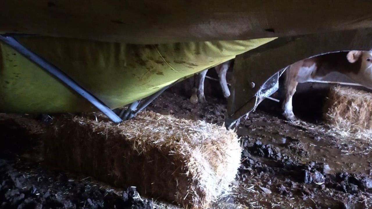 Çankırı'da Kar Yağışı Nedeniyla Hayvan Çadırı Çöktü