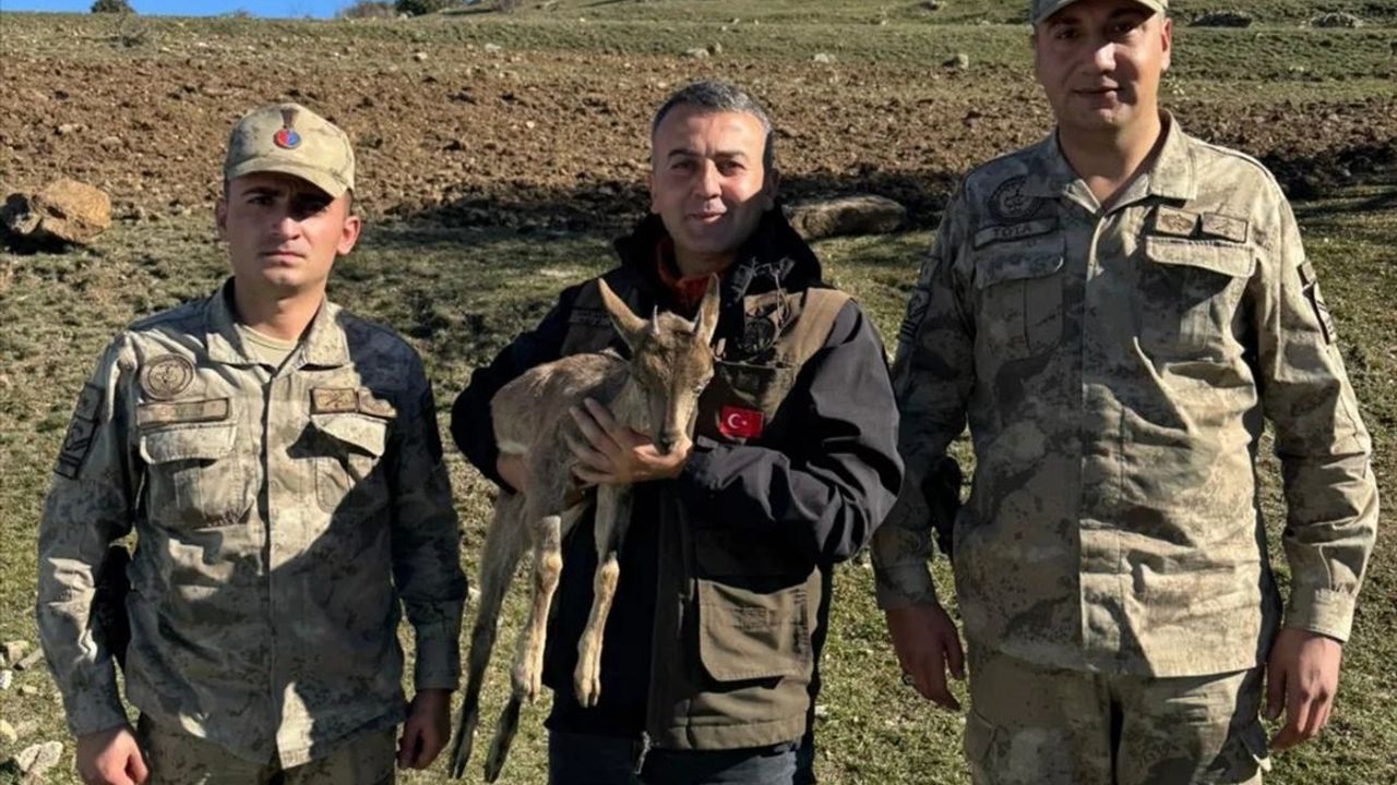 Erzurum'da Kartal Tarafından Yaralanan Yaban Keçisi Yavrusu Tedavi Altına Alındı