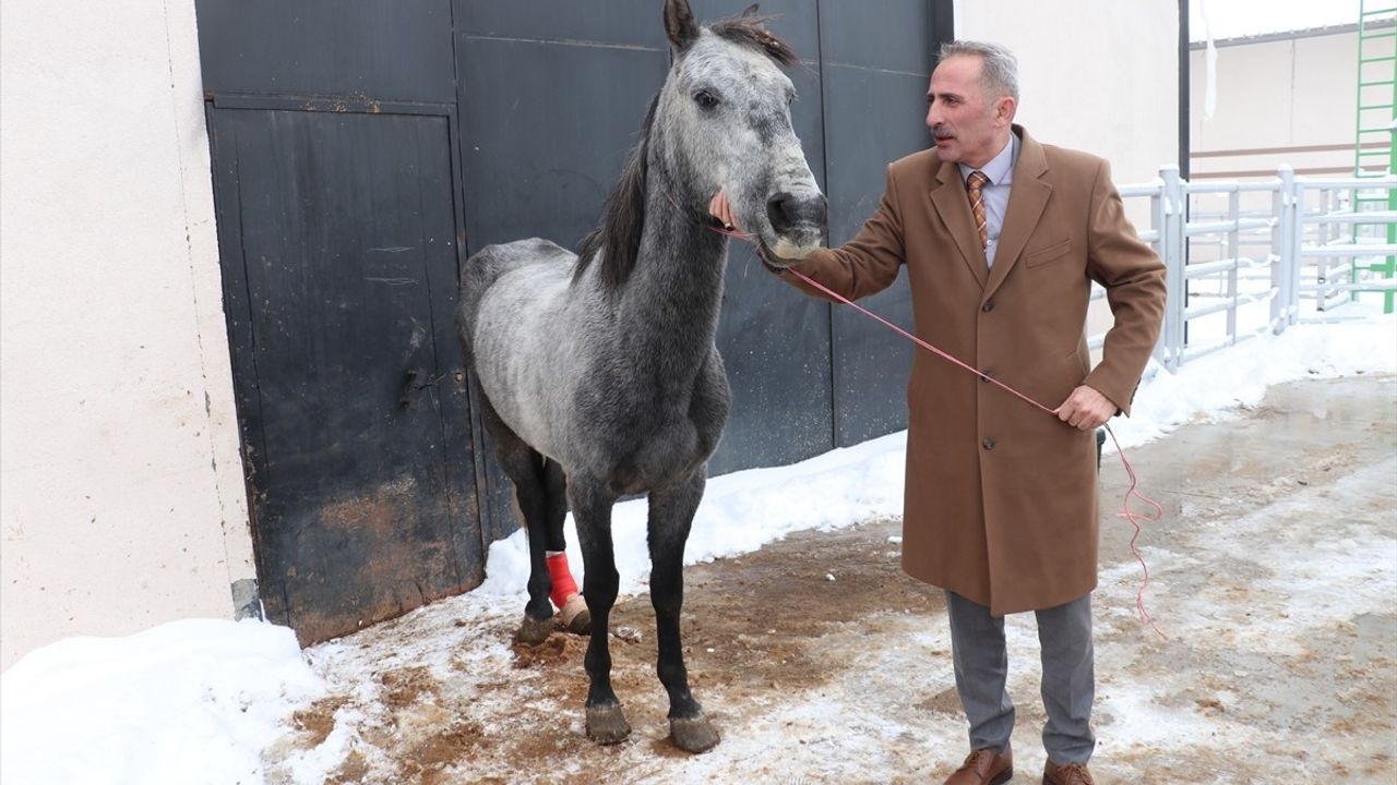 Erzurum'da Sokak Ortasında Bulunan Atın Durumu Açıklandı