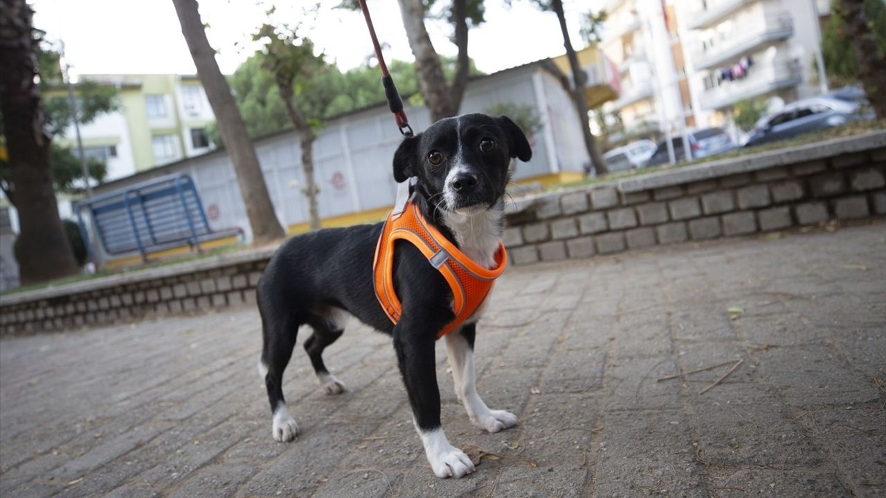 Felçli Köpeğe Uygulanan Kök Hücre Tedavisi ile Yürümeye Başladı