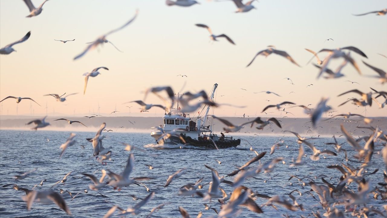 Karadeniz'deki Martıların Balıkçı Teknelerine Eşlik Etmesi