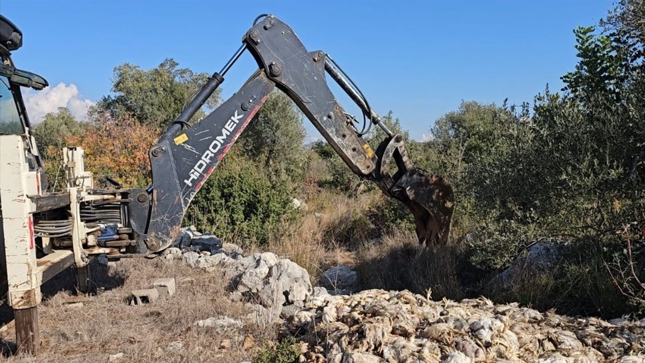 Mersin'de Tavuklar Yem Eksikliğinden Telef Oldu