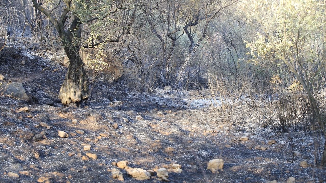 Muğla'da Ormanlık ve Zeytinlik Alanda Yangın Çıktı