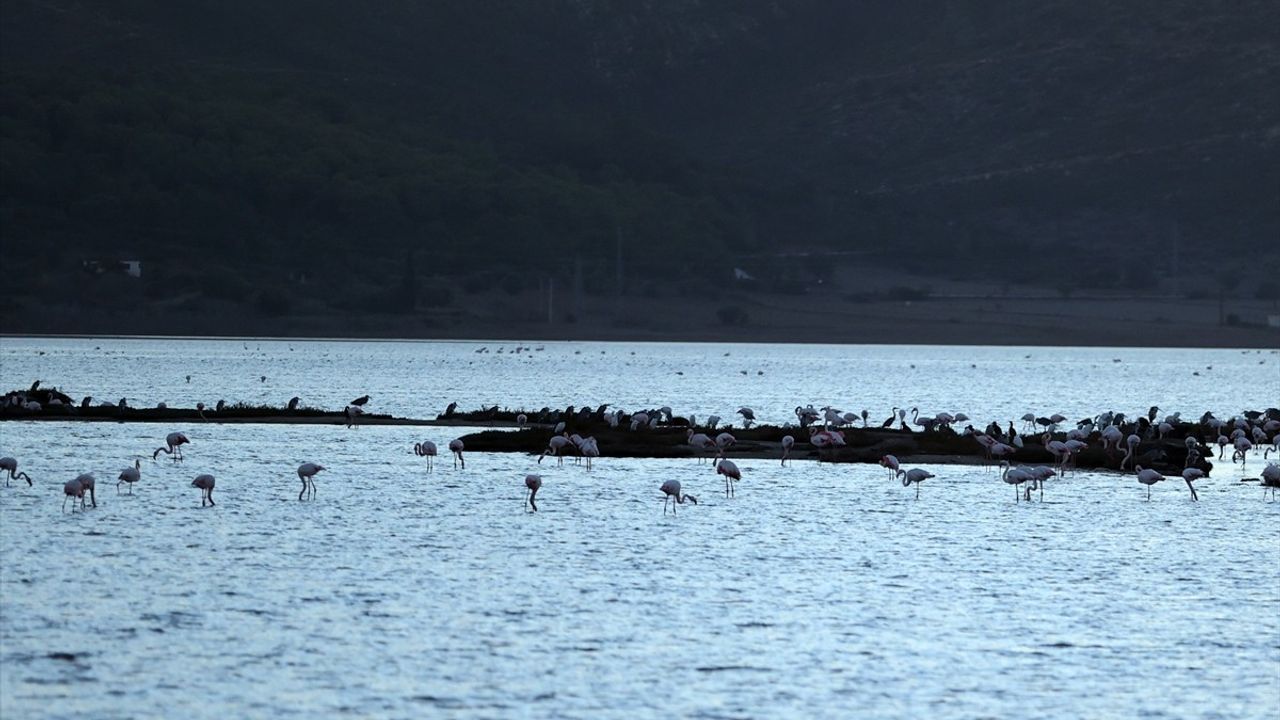 Muğla'daki Tuzla Sulak Alanı'nda Göçmen Kuşların Renkli Görüntüsü