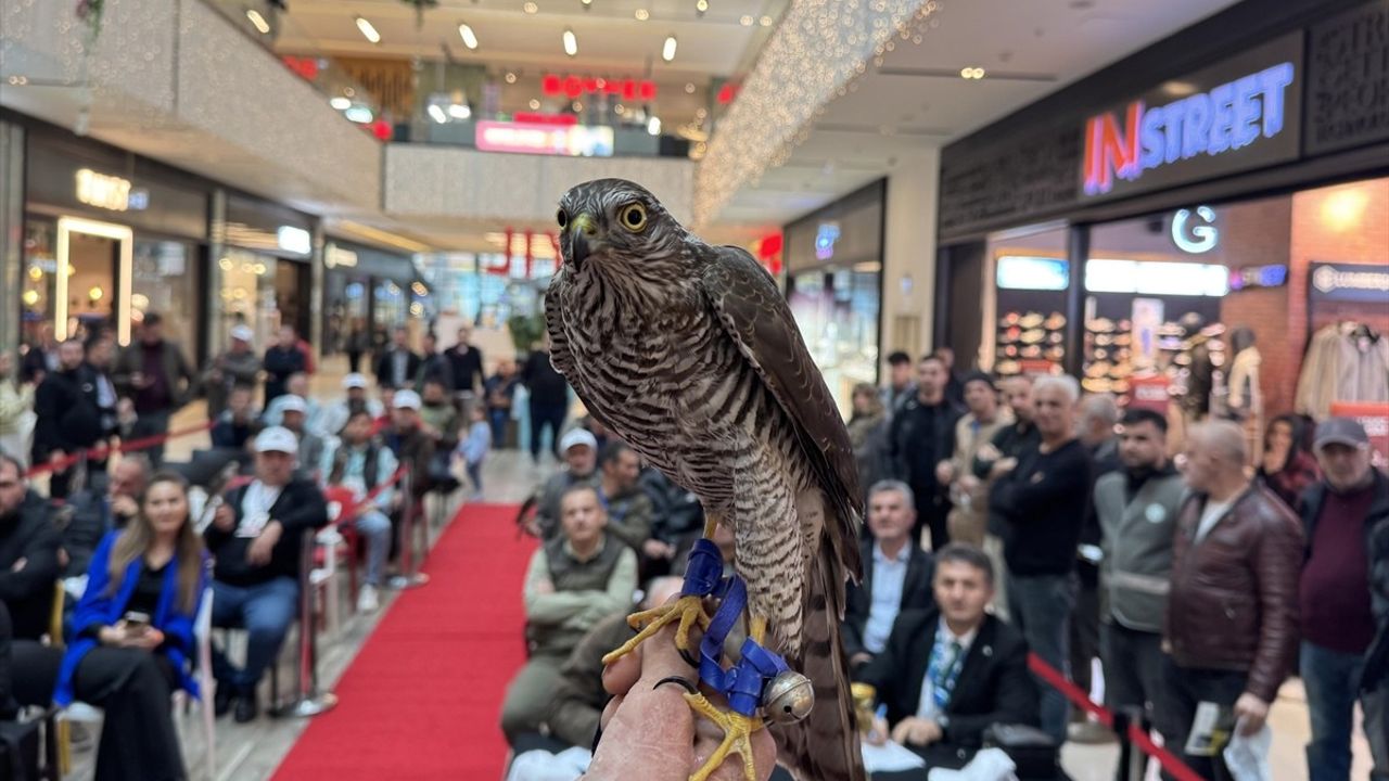 Rize'de Atmaca Güzellik Yarışması Heyecanı