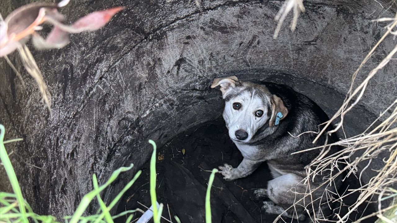 Sakarya'da Kuyuya Düşen Köpek İtfaiye Ekiplerince Kurtarıldı
