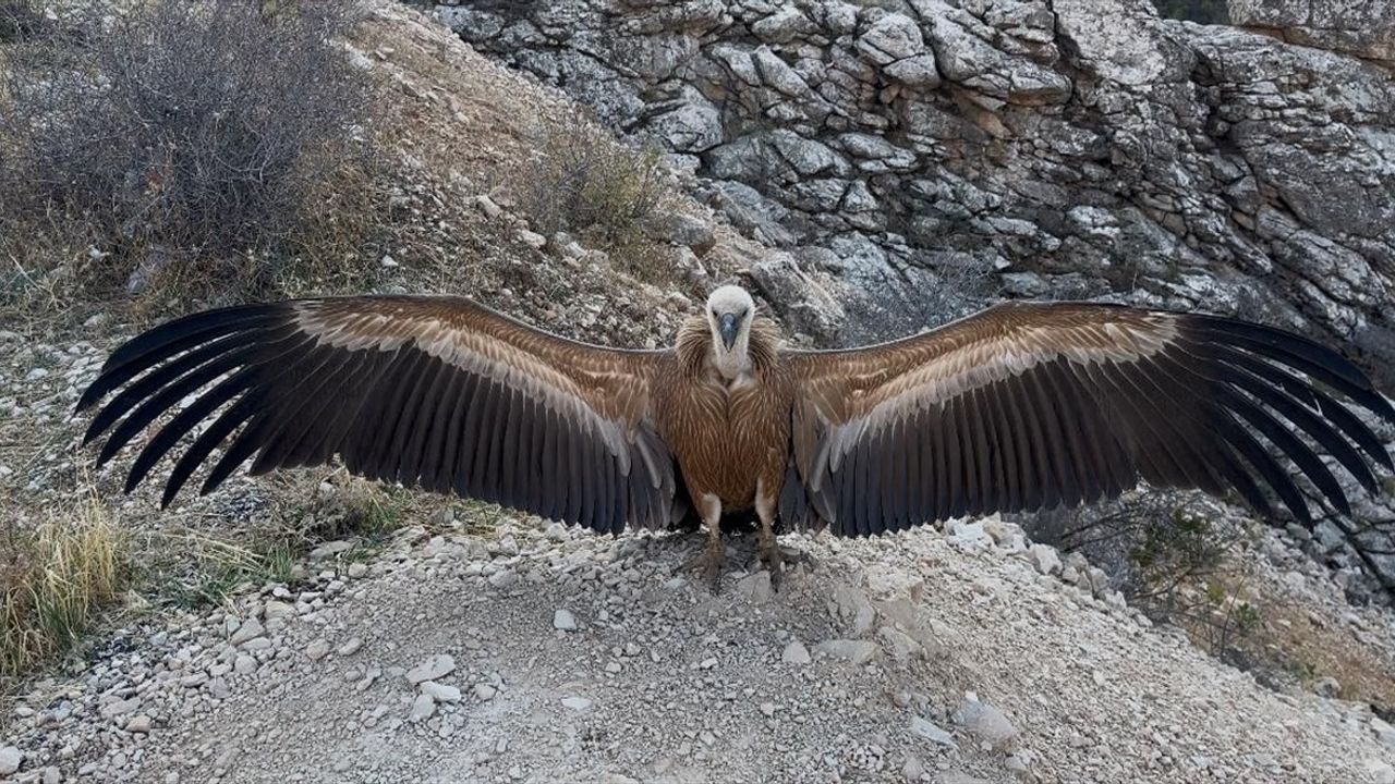 Şırnak'ta Yaralı Akbaba Yeniden Doğaya Kavuştu