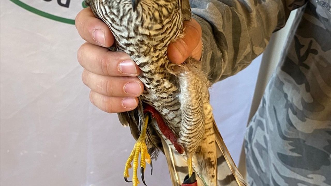 Şırnak'ta Yaralı Atmaca Doğaya Bırakıldı