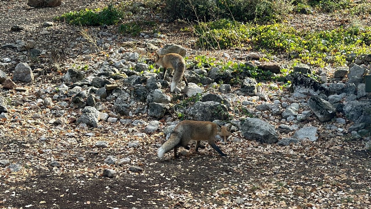 Termessos Antik Kenti'nde Tilki Gözlemi