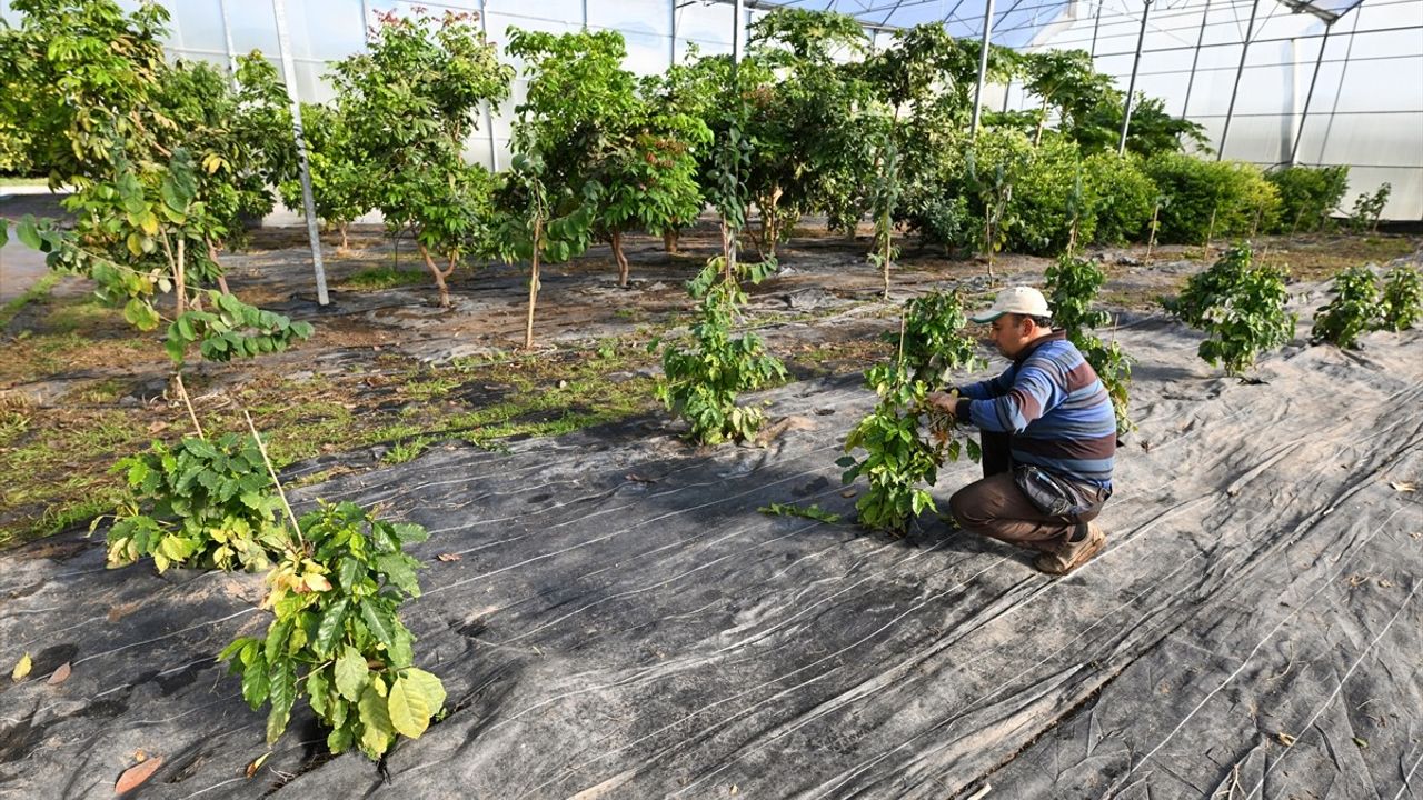 Antalya'da Kahve Bitkisi Yetiştiriciliği Devam Ediyor