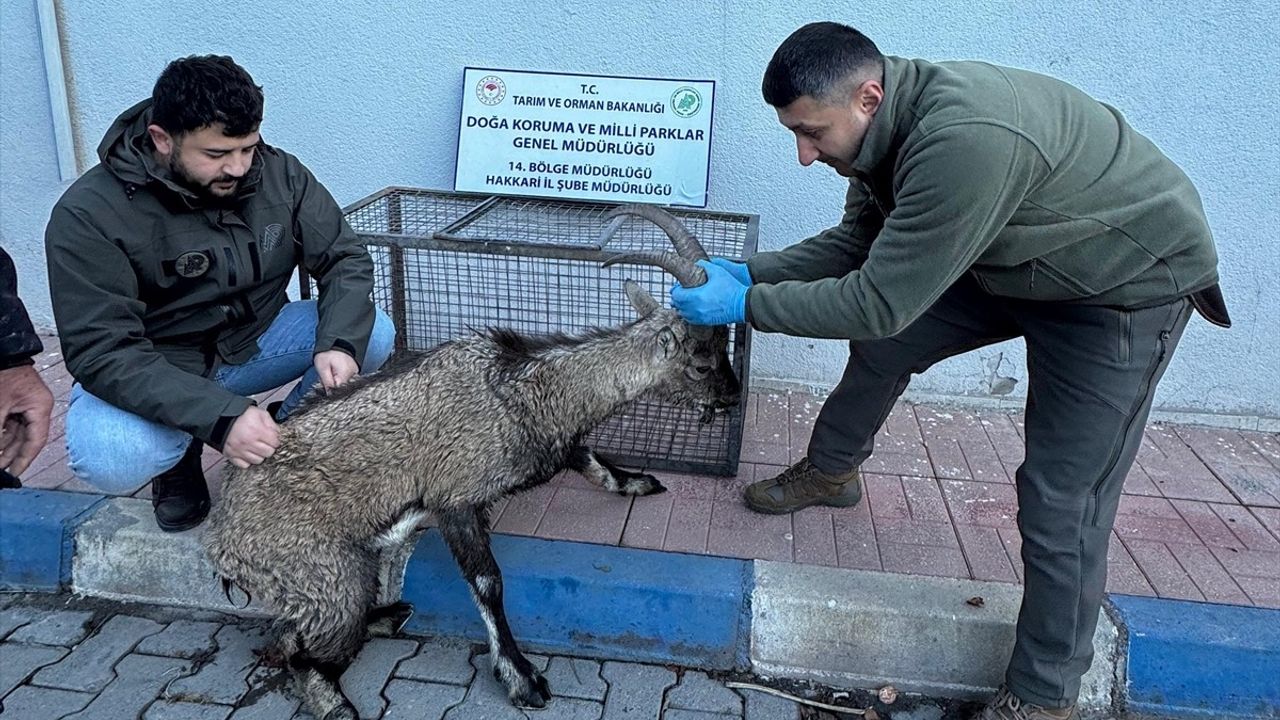 Hakkari'de Yaralı Dağ Keçisi Tedavi Altına Alındı