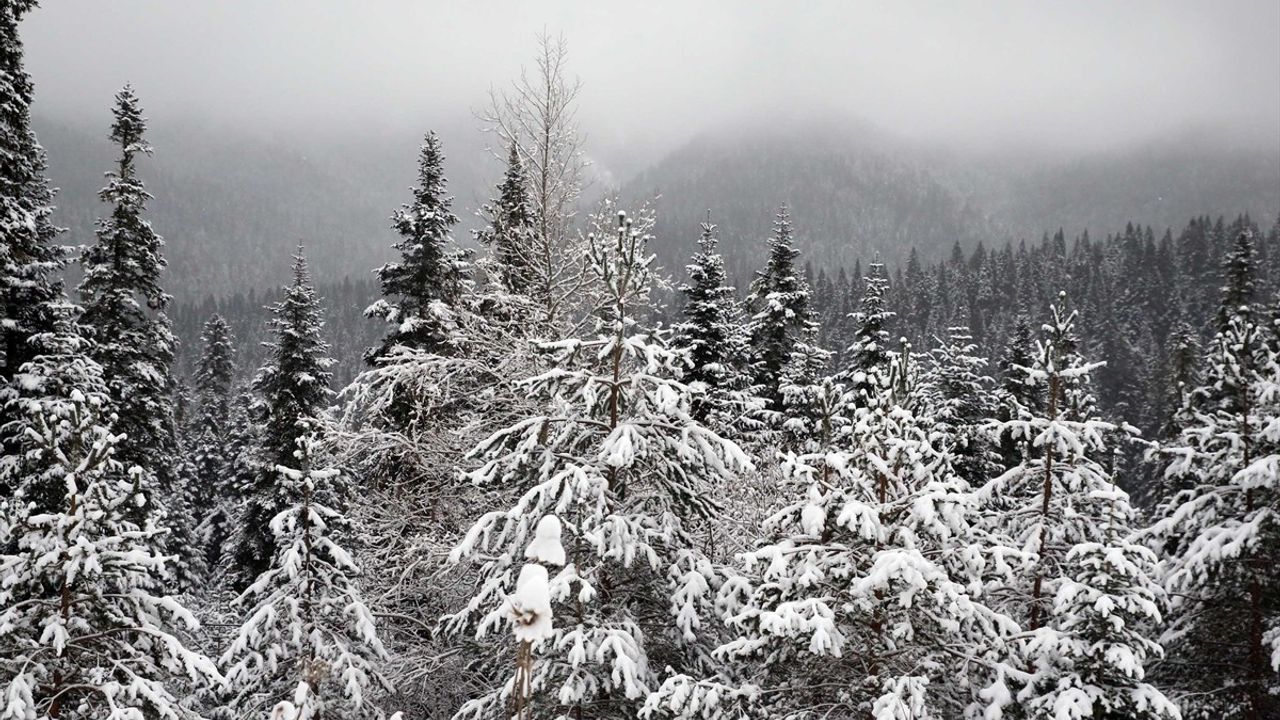 Ilgaz Dağı'nda Kış Manzarası: Kar ve Sis