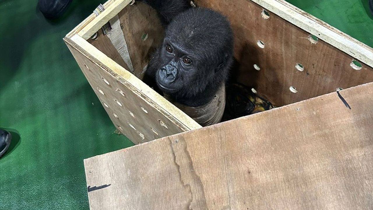 İstanbul Havalimanı'nda Nesli Tükenmekte Olan Goril Yavrusu Yakalandı