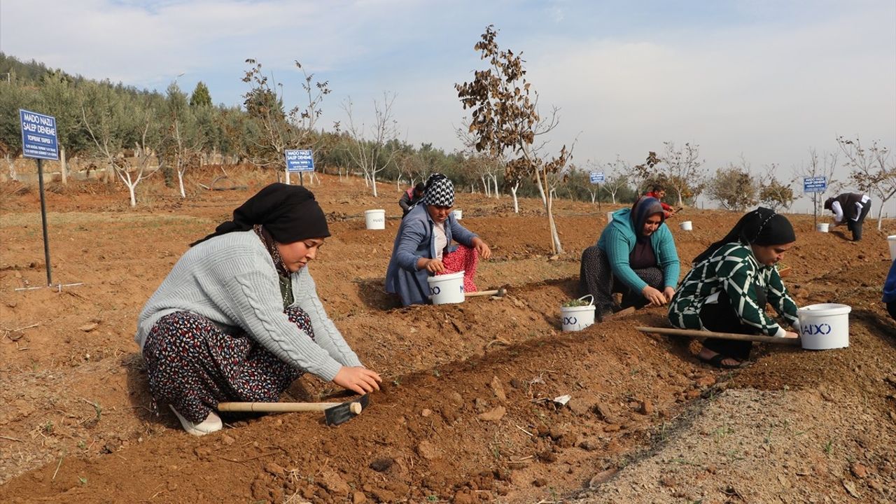 Kahramanmaraş'ta Salep Üretimi Artıyor