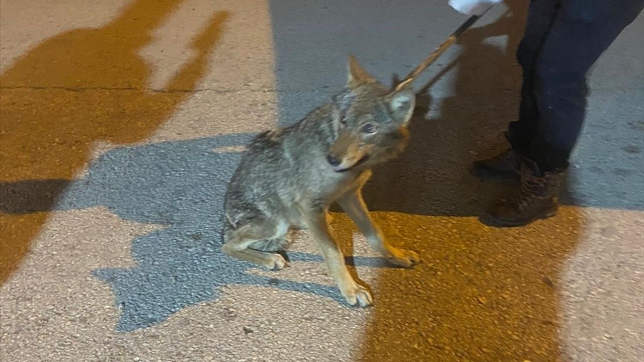 Karabük'te Yaralı Kızıl Şahinler ve Hasta Kurt Tedavi Edildi