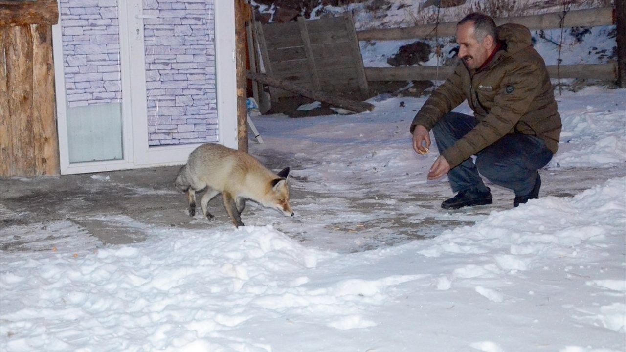 Kars'ta 'Kar Güzeli' Kızıl Tilki Mahalleliyi Büyülüyor