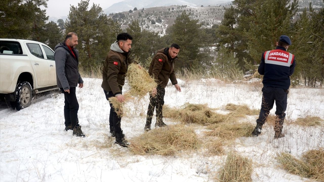 Kars'ta Yaban Hayvanlarına Destek