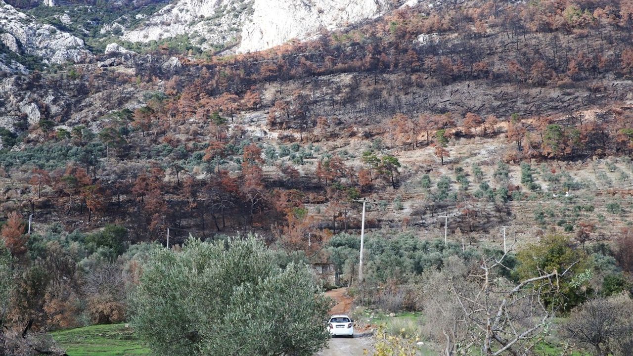 Muğla'da Zeytin Fidanı Dağıtımı