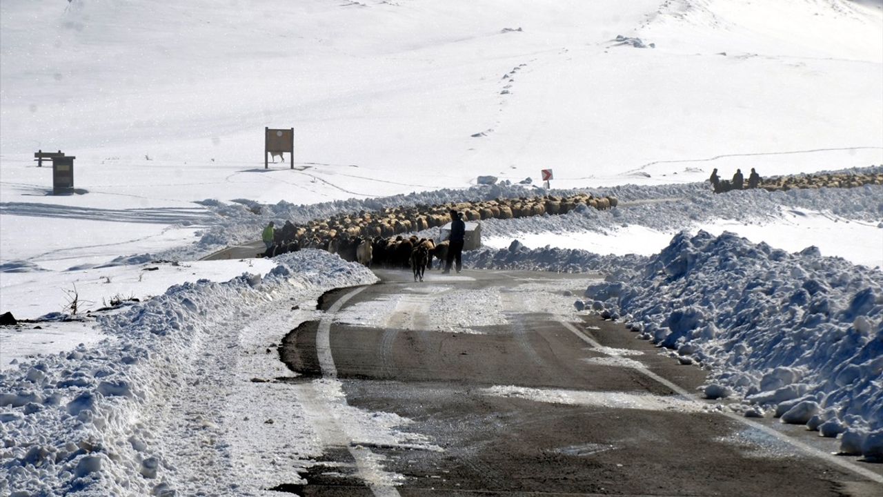 Muş'ta Sürüleriyle Mahsur Kalan Besiciler Kurtarıldı