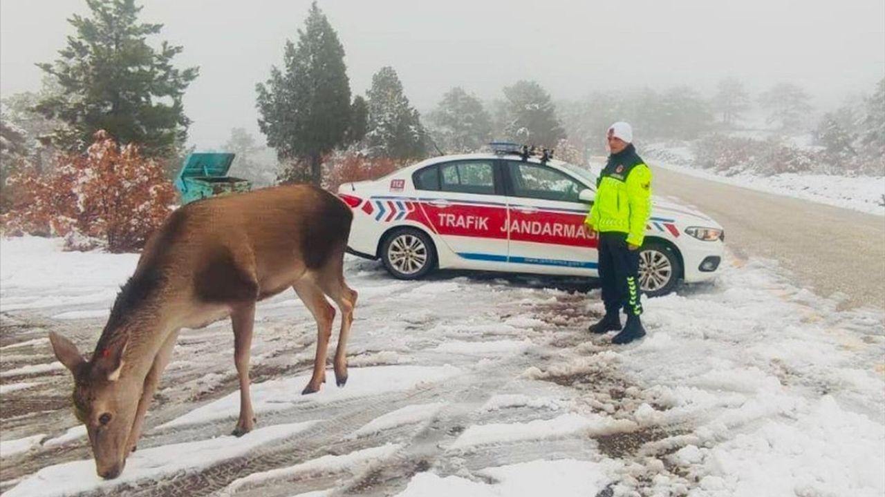 Salda Gölü'nde Kızıl Geyiklerin Doğa İle Buluşması