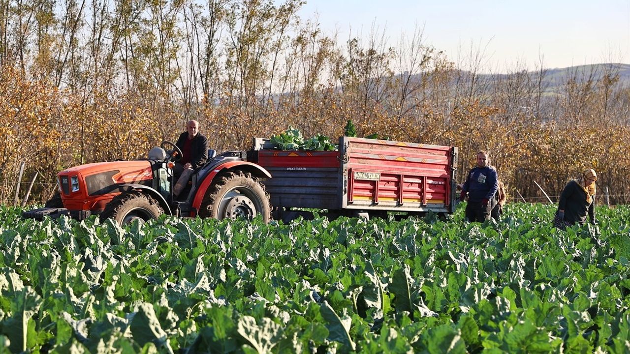 Samsun'da Renkli Karnabahar Hasadı Başladı